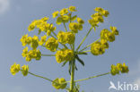 Cypress Spurge (Euphorbia cyparissias)