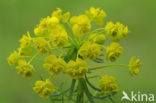 Cypress Spurge (Euphorbia cyparissias)