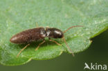 click beetle (Agriotes pallidulus)