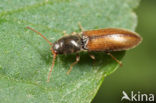 click beetle (Agriotes pallidulus)