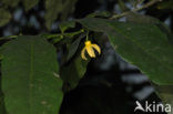 climbing ilang-ilang (Artabotrys hexapetalus)