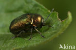 Cryptocephalus sericeus