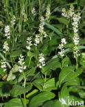 Dalkruid (Maianthemum bifolium)