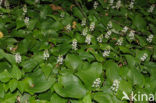 Dalkruid (Maianthemum bifolium)