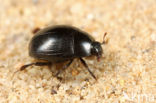 Dendrophilus punctatus