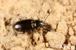 Donker Venpriempje (Bembidion obliquum)