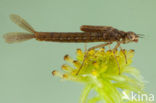 Donkere waterjuffer (Coenagrion armatum) 