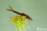 Donkere waterjuffer (Coenagrion armatum) 