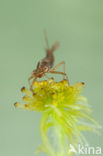 Norfolk Damselfly (Coenagrion armatum)