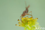 Donkere waterjuffer (Coenagrion armatum) 