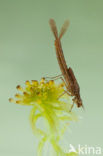 Norfolk Damselfly (Coenagrion armatum)