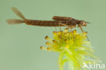 Donkere waterjuffer (Coenagrion armatum) 