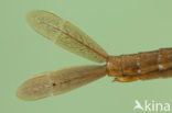 Donkere waterjuffer (Coenagrion armatum) 