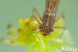 Donkere waterjuffer (Coenagrion armatum) 