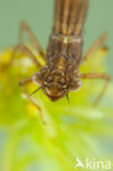 Donkere waterjuffer (Coenagrion armatum) 