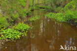 Marsh Marigold (Caltha palustris)
