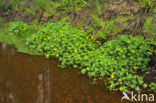 Dotterbloem (Caltha palustris)