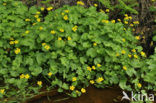 Dotterbloem (Caltha palustris)