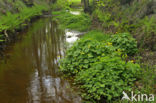 Dotterbloem (Caltha palustris)