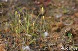 Yellow Centaury (Cicendia filiformis)