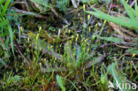 Yellow Centaury (Cicendia filiformis)