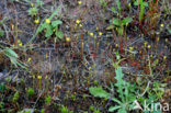 Yellow Centaury (Cicendia filiformis)