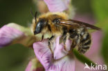 Driedoornige metselbij (Osmia tridentata) 