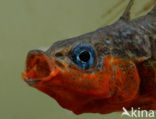 Threespine Stickleback (Gasterosteus aculeatus)