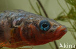 Threespine Stickleback (Gasterosteus aculeatus)