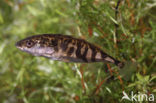 Threespine Stickleback (Gasterosteus aculeatus)