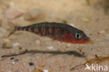 Threespine Stickleback (Gasterosteus aculeatus)