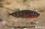 Threespine Stickleback (Gasterosteus aculeatus)