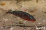 Threespine Stickleback (Gasterosteus aculeatus)