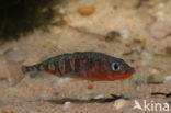 Threespine Stickleback (Gasterosteus aculeatus)