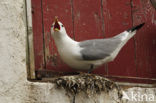 Black-legged Kittiwake (Rissa tridactyla)