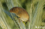 Harvest Mouse (Micromys minutus)