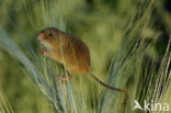 Harvest Mouse (Micromys minutus)