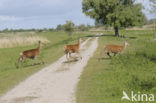 Red Deer (Cervus elaphus)