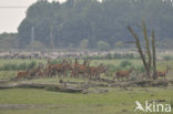 Red Deer (Cervus elaphus)