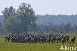 Red Deer (Cervus elaphus)