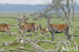 Red Deer (Cervus elaphus)