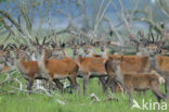 Red Deer (Cervus elaphus)