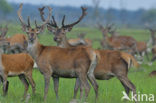 Red Deer (Cervus elaphus)
