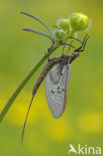 Green Drake (Ephemera danica)