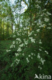 oneseed hawthorn (Crataegus monogyna)