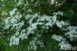 oneseed hawthorn (Crataegus monogyna)