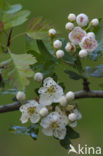 oneseed hawthorn (Crataegus monogyna)