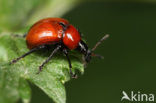 Eikenbladrolkever (Attelabus nitens)