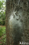 Oak processionary moth (Thaumetopoea processionea)