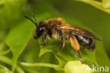 Eikenzandbij (Andrena ferox) 